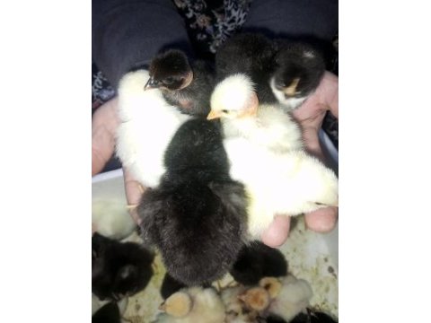 Yeni çıkım civcivler gurk altına koyulabilir