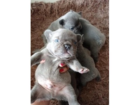 Muhteşem kaliteli blue french bulldog yavrumuz