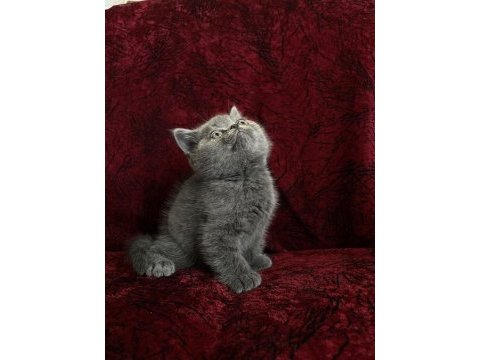Cüce british shorthair bebek yeni yuvasına gitmeye hazır