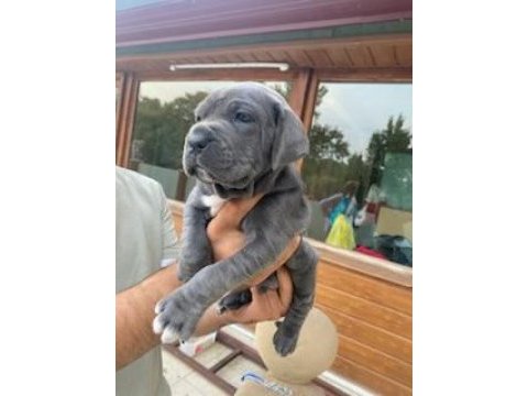 Üretim çiftliğimizden üst kalite cane corso yavrular