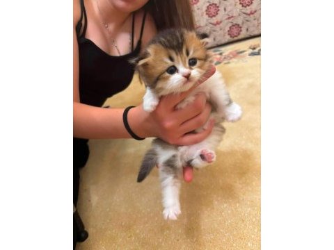 British longhair yavrular