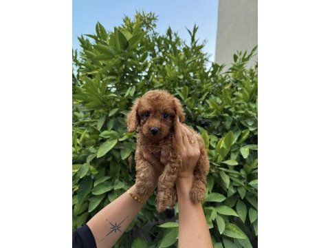 Saf kan yüksek kalite toy poodle yavrularımız