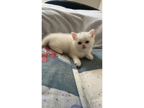 Acil uygun puanlı dişi british shorthair yavru