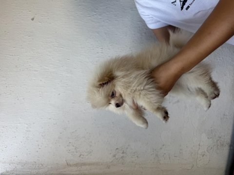 Pomeranian boo 2 aylık dişi