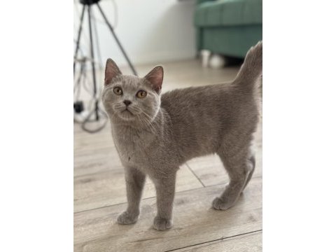 British shorthair mama karşılığı sahiplendirme