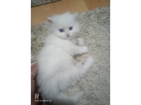2-3-4 aylık chinchilla beyaz yavrular