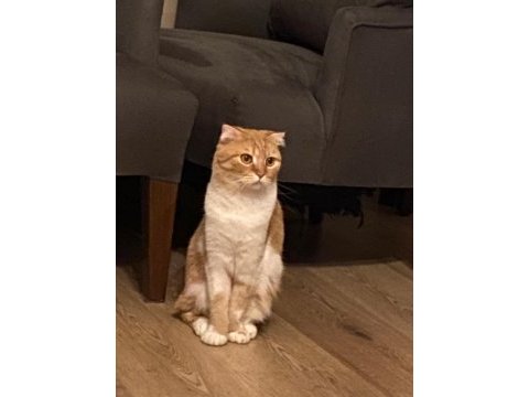 Scottish fold cins kedimizi sahiplendirme