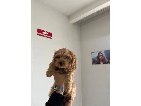 Minyatür maltipoo yavrumuz