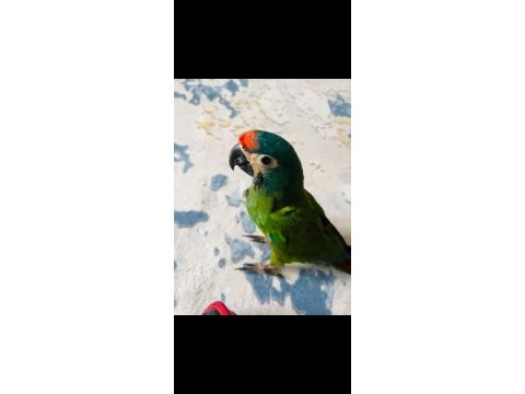 Muhteşem ton ve güzellikte cüce macaw papağanı