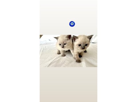 Blue point ve british shorthair