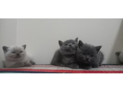 British shorthair yavru kediler