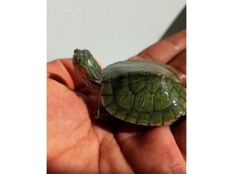 Su kaplumbağası tortoise yavrular