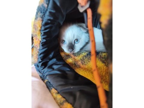 Scottish fold dişi ve british shorthair erkek dişi