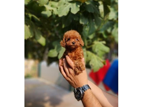Poodle ailemize katılmak istemezmisiniz