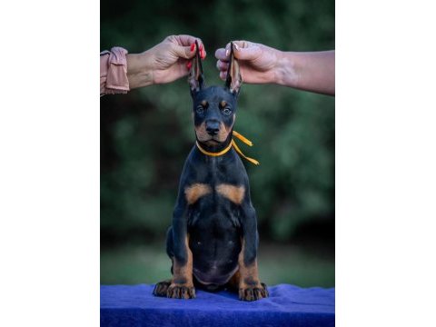 Estetikli ve estetiksiz doberman yavrular