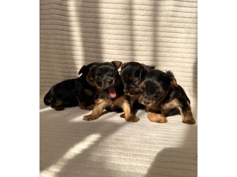 Teacup yorkshire terrier ev doğumlu yavrular