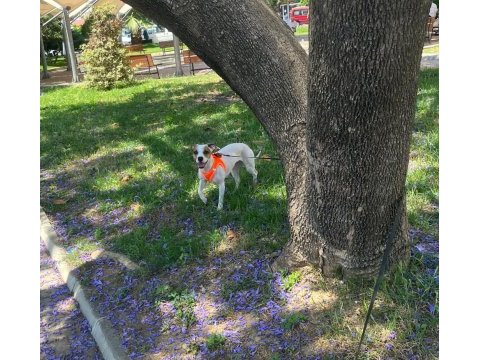 Jack russell