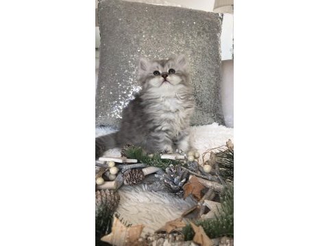 Silver tabby longhair dişi kedimiz