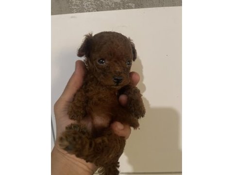 Toy poodle red