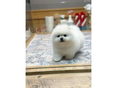 Orjinal ayı surat pomeranian boo oğlumuz rolex