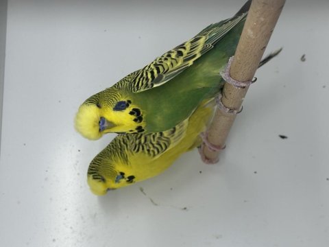 Damızlık jumbo muhabbet kuşu erkekler ve dişiler