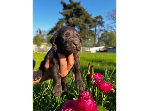 Labrador retriever yavrularımız