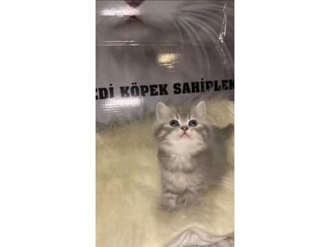 Ayı suratlı british tabby yavrularımız