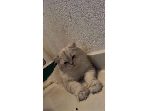 British longhair erkek