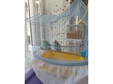 Çift muhabbet kuşu erkek konuşuyor