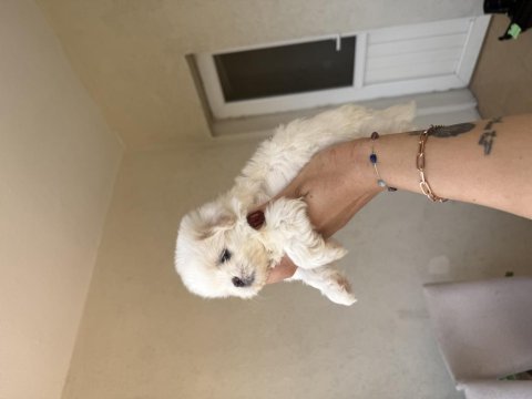 Orjinal teacup 0 burun kore maltese erkek yavrularım