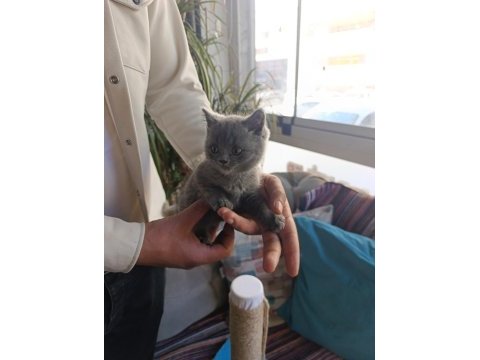 Sevimli british shorthair bebekler