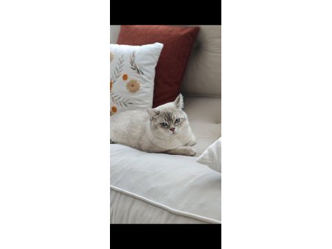 Blue point british shorthair