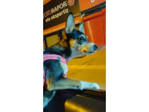 Şivava köpeğimiz mila ya güzel bir yuva