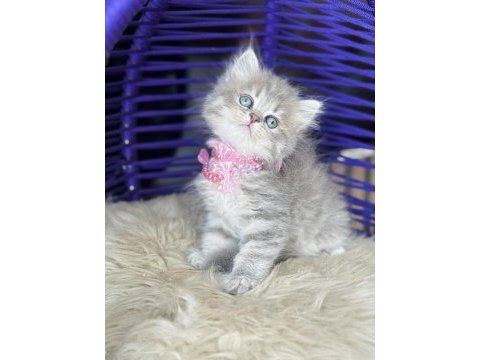 Güzellik abidesi british longhair