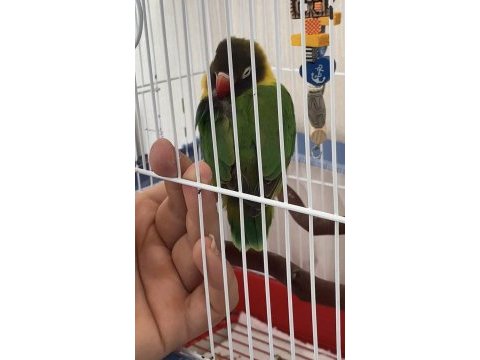 Temiz sağlıklı yavru cennet papağanı