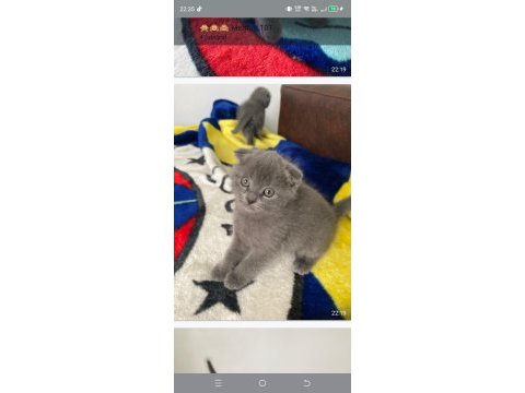 Yavru scottish fold