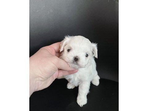 Bichon frise korean uygun