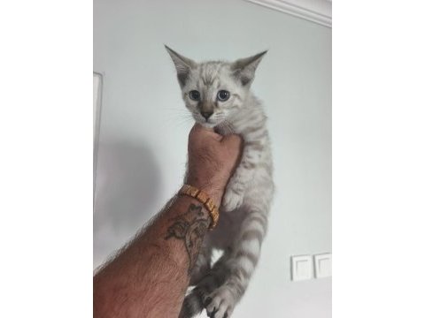 Bengal kedisi