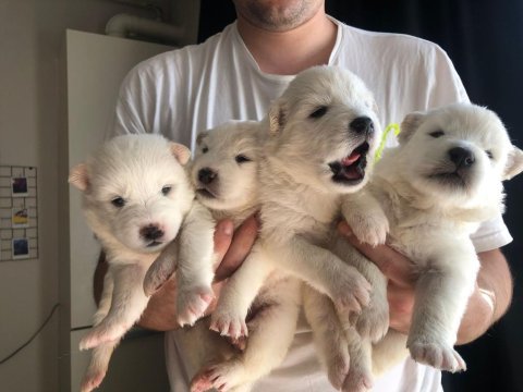 Safkan samoyed bebekler