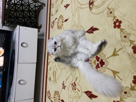 Scottish fold longhair
