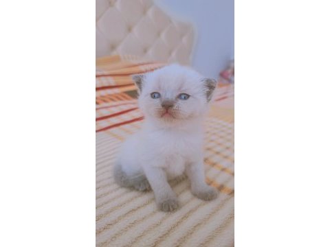Scottish blue point oyuncu kedimiz
