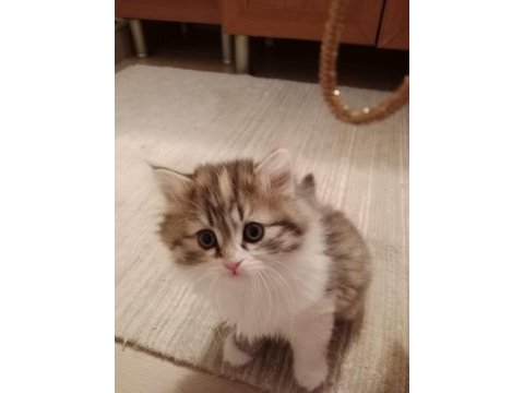 British shorthair kahramanmaraş ve çevresi
