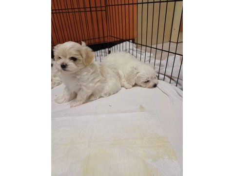 Maltese uygun köpeğimiz