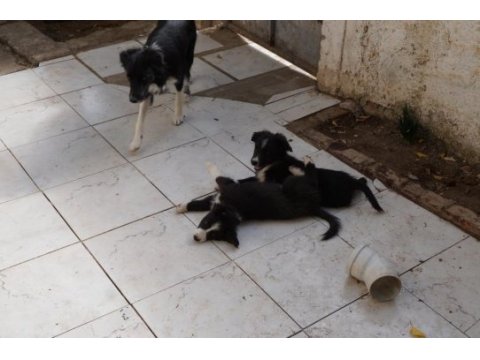 3 aylık border collie 3 yavru küçük 3