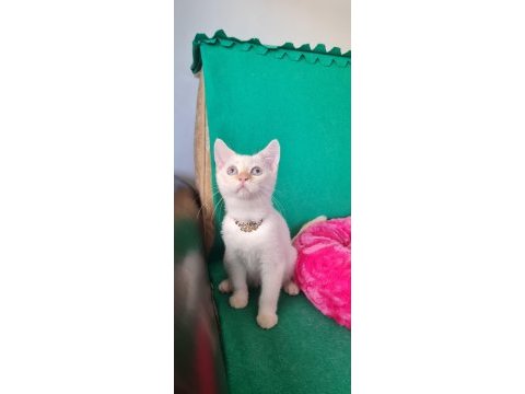 Redpoint british shorthair yeni yuvasını bekliyor