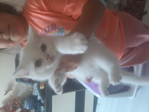 British shorthair 2 aylık yavru