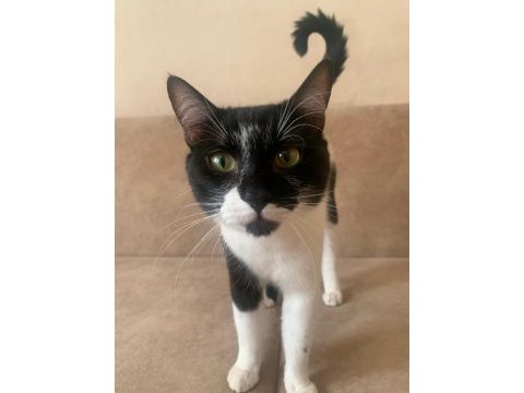 Miniş kedimiz için yuva arıyoruz!