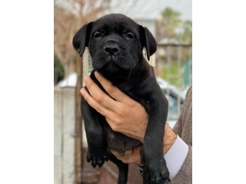 Show kalitede cane corso yavrular fcı/kıf a şecere
