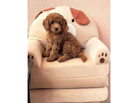 Toy poodle dişi 3.5 aylık