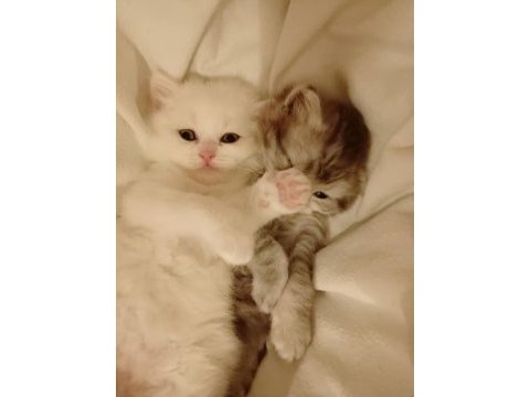 Minik british longhair pamuklar